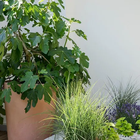 Haus Sibylle 3*